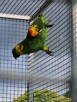 Amazoňan modročelý - 2