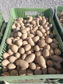 Sadbové brambory - 2