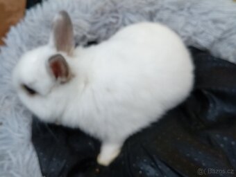 Zakrslý králíček E2 - 2