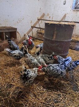 Nasadová vajíčka vlaška exchequer. - 2