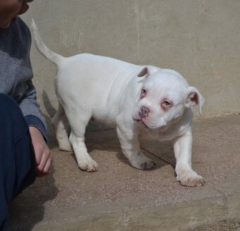 American bully pocket/ standard - 2