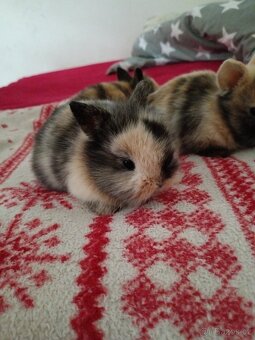 Zakrslý králík králíček - 2