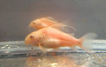Prodám pancéřníčky Corydoras paleatus albín - 2