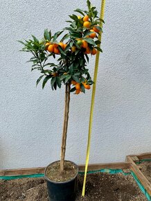 Citrus Kumquat - 2