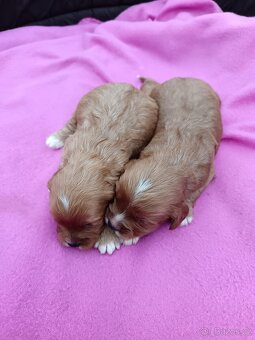 Cavapo, kavapo, cavapoo - 2