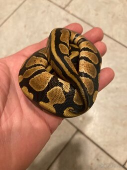 Python regius - 2
