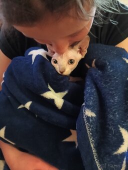 Sphynx koťátka - 2