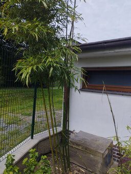 Obří mrazuvzdorný bambus phyllostachys, Vsetín - 2