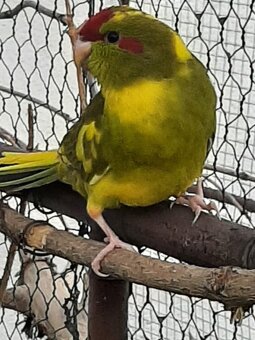 Kakariky - 2