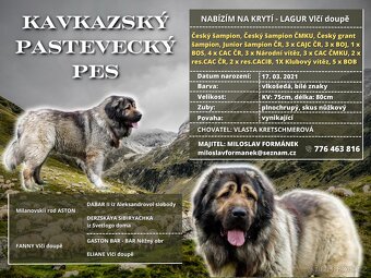 Kavkazský pastevecký pes - 2