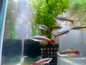 Kardinálka čínská - Tanichthys albonubes - 2