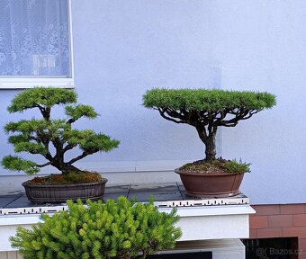 Borovice lesní (Pinus sylvestris) bonsai - 2