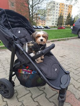 Biewer Yorkshire terier s PP ke krytí - 2
