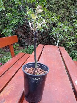 Bezpeckové odrůdy révy vinné - 2