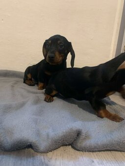 JEZEVČÍK HLADKOSRSTÝ - 2