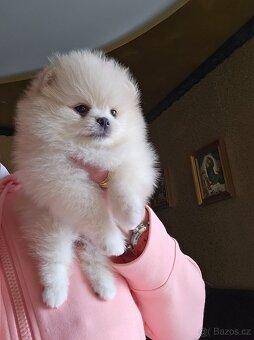 Pomeranian - 2