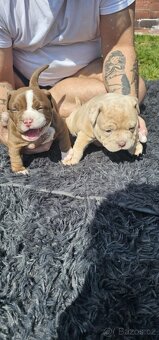 American bully micro/pocket - 2