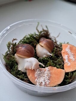 Archachatina Purpurea Ghana F2 - africký šnek - 2