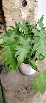 Philodendron radiatum - 2