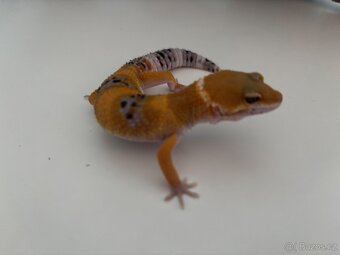 Gekončík noční Tangerine samec - 2