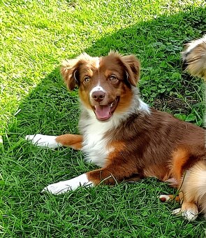 Miniaturní americký ovčák s PP FCI - 2