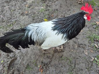 Prodám kohouty - 2