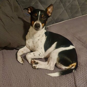 KRYTÍ – JACK RUSSELL TERRIER • OSKAR• ANGLICKÝ PŮVOD 🇬🇧 - 2
