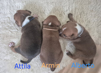 Stafordšírský bulteriér s pp - 2