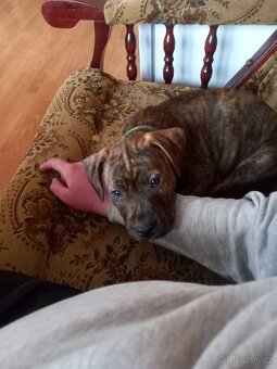 Štěňátko Staford - 2