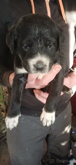 Štěňátka SAO - 2