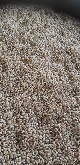 prodám obilí - 2