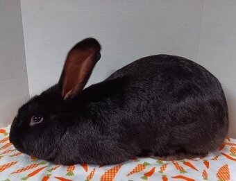 Prodám samce a samice králíků - 2