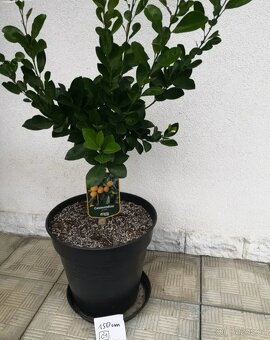 Citrusy, mandarinky 🌻 - 2