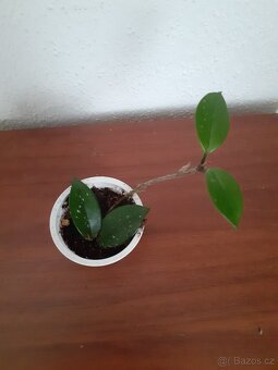 Hoya - 2
