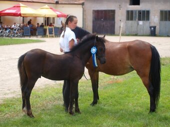 Roční hřebeček Welsh pony sekce B k prodeji - 2