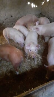 Vykrmené prase - 2
