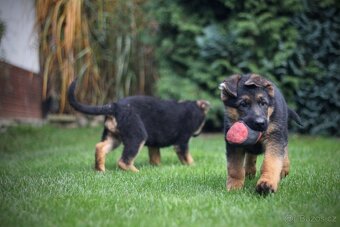 Německý ovčák s PP - 2