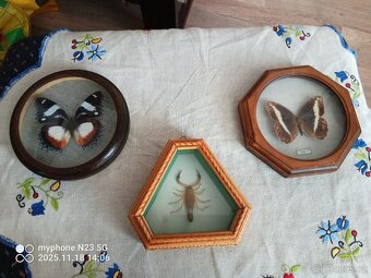 Preparování motýli exempláře v rameckach - 2