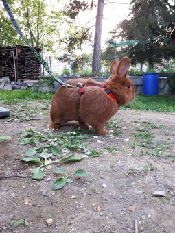 český červený - 2