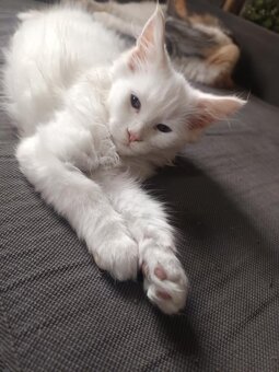 Mainská mývalí koťátka - 2