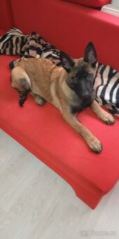 Belgický ovčák - malinois - 2