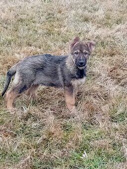 Prodám štěňata vlčáka - 2