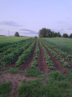 Konzumní brambory - 2