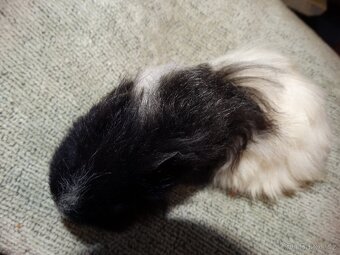 Černobílé morče, mladý sameček na mazlíka - 2