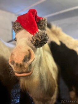 Irsky cob hrebecek - 2