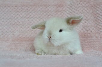 Samička Malvína - 2