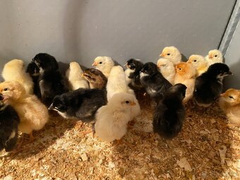 Prodám kuřata - 2