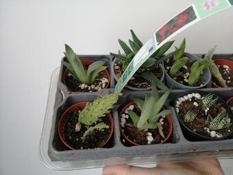 Mix rostlin - 2