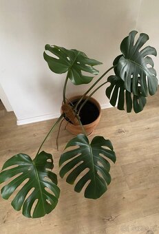 Monstera - 2