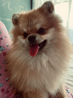 Pomeranian kluk - 2